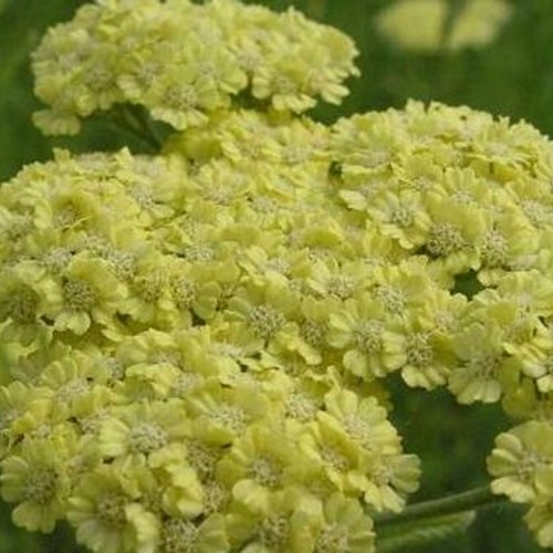 Achillea 'Taygetea' - Kreeka raudrohi P9/0,55L